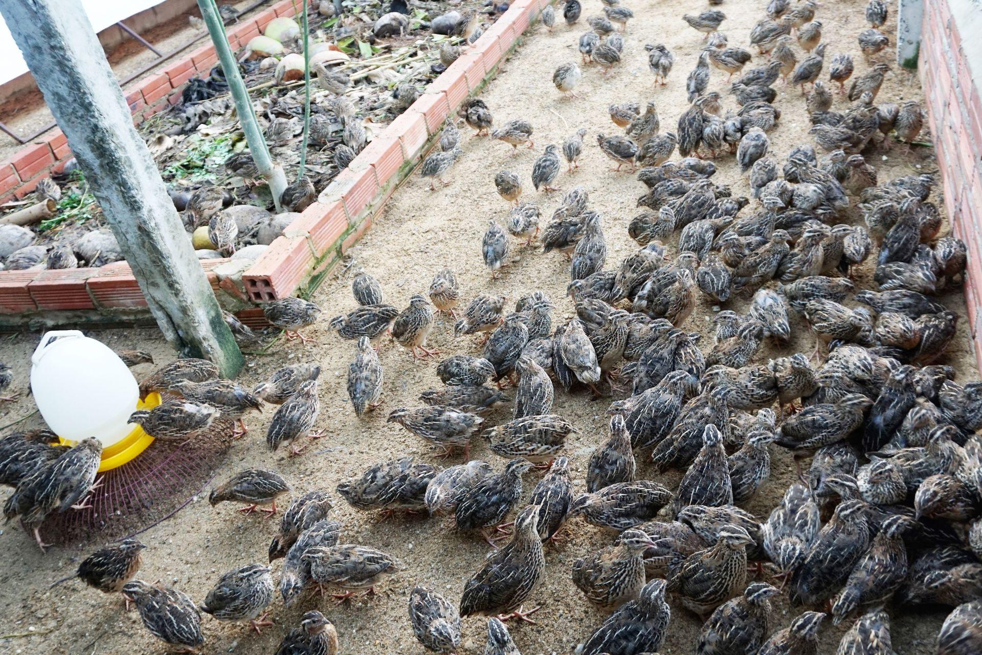 Circular economy potential in quail farming