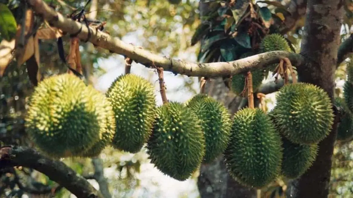 Land suitability and fruit tree development in Can Tho's low-lying areas