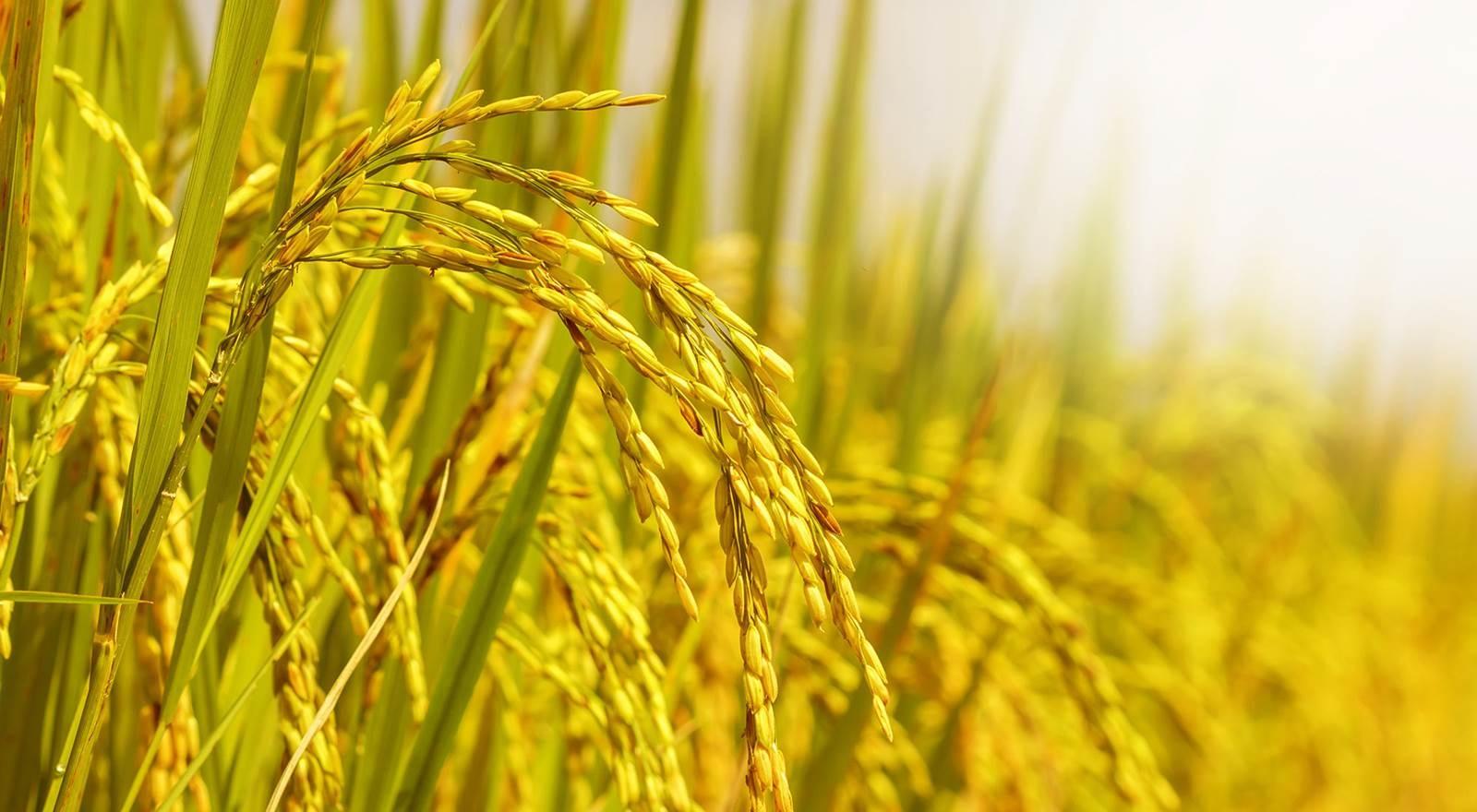 Genetic variation data support rice breeding for yield and grain quality