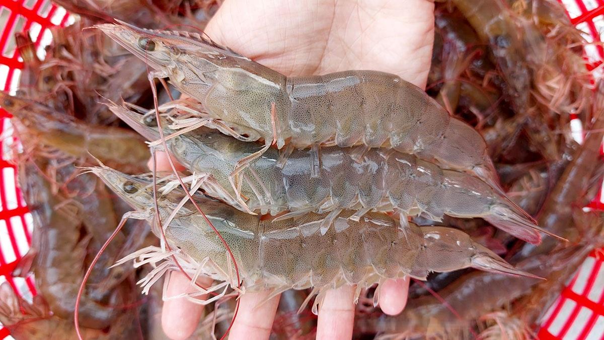 Shrimp farming practices highlight opportunities for wider use of prebiotics and probiotics