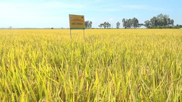 Radar imagery helps detect surface water in rice paddy fields in An Giang