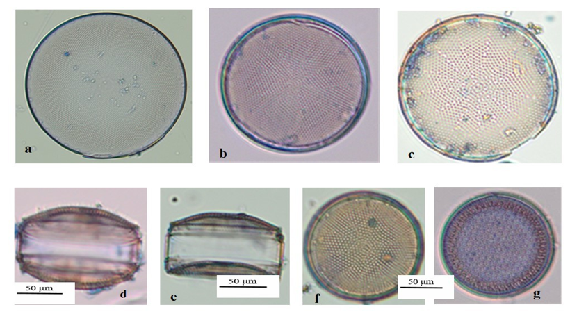Identifying diatom species in the Vietnamese sea