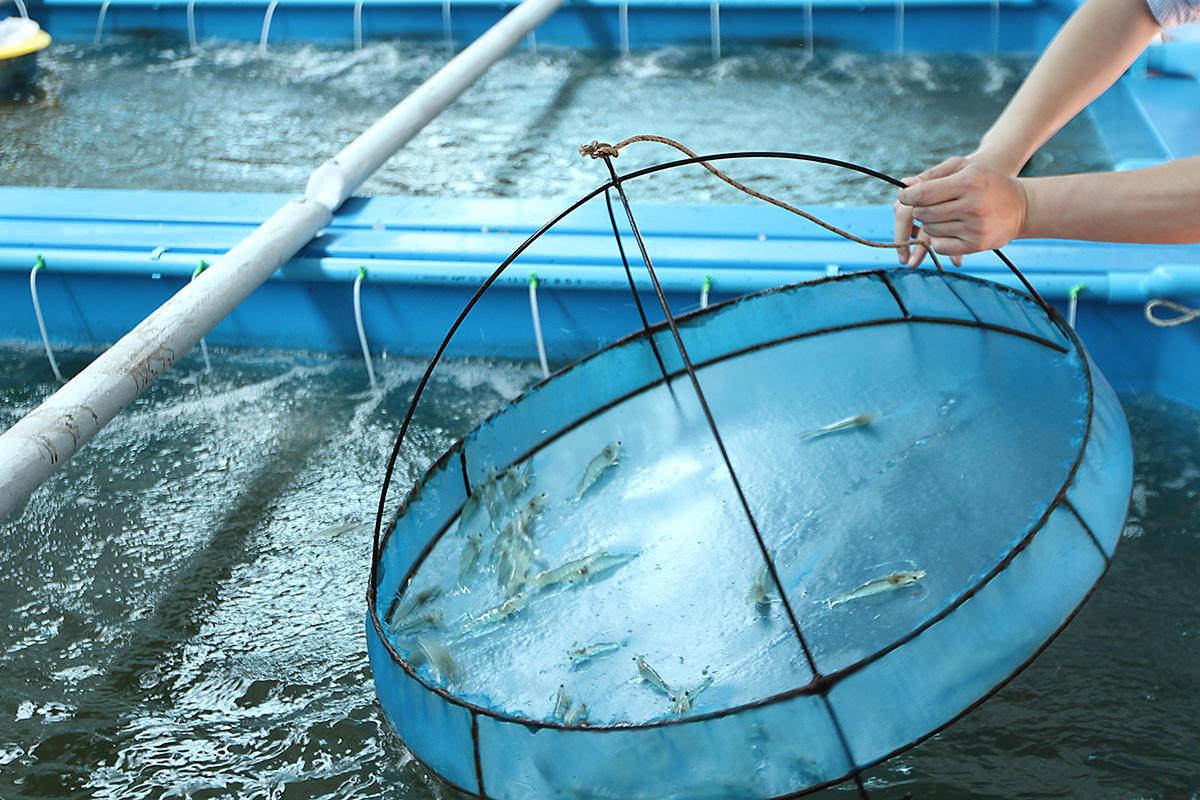 Science and technology in fisheries: From research capacity to value creation