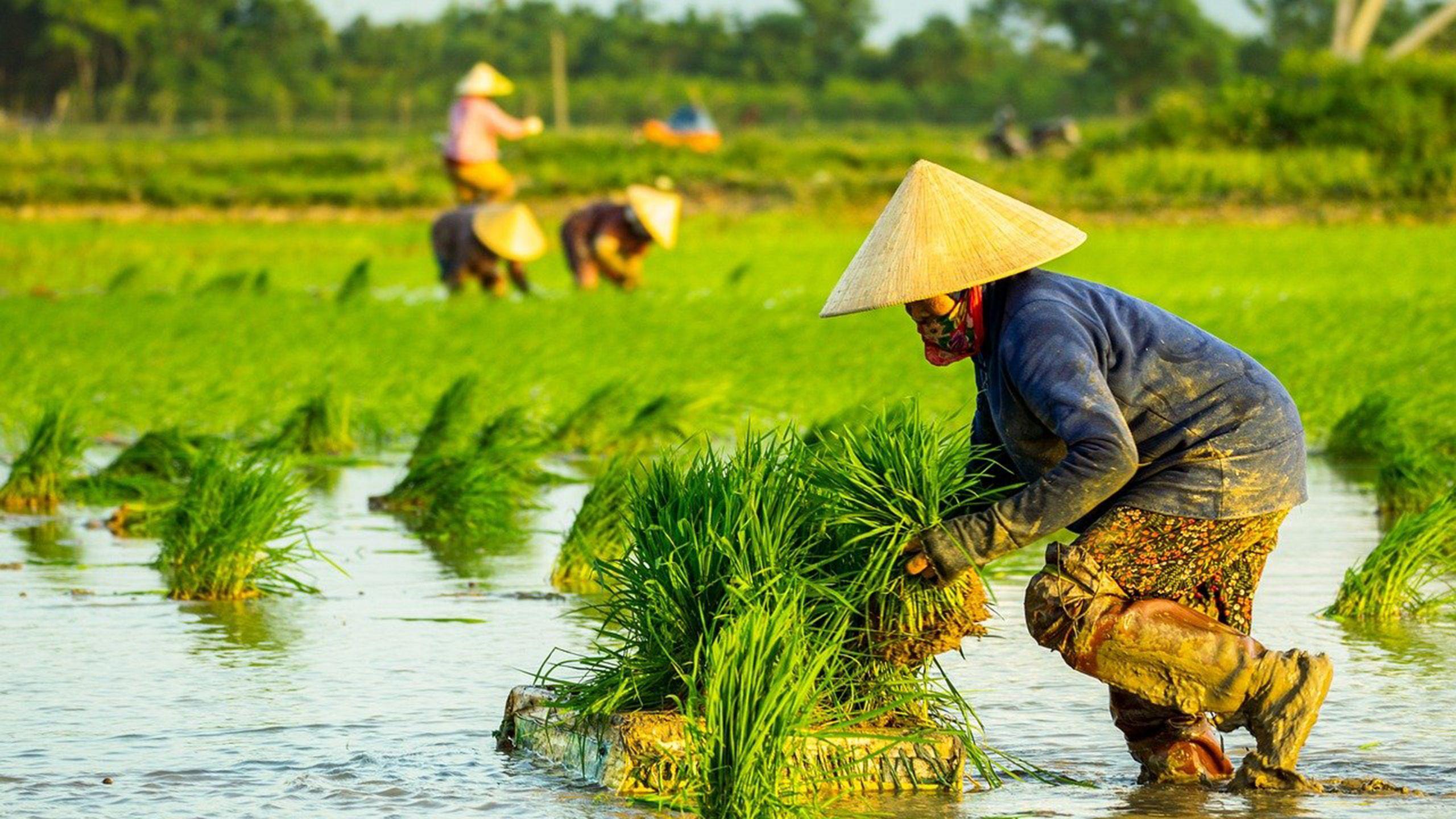 Viet Nam field trials identify new salt-tolerant rice lines