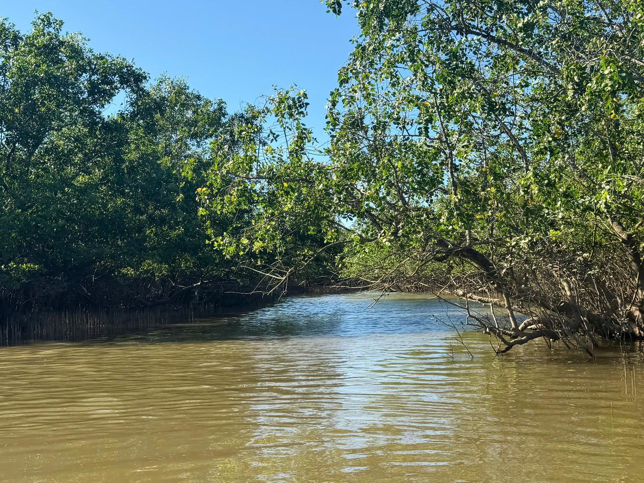 Identifying mangrove species composition in Xuan Thuy through multi-sensor remote sensing and machine learning