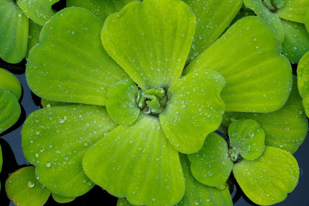 Water lettuce points to a new biological solution for piggery wastewater