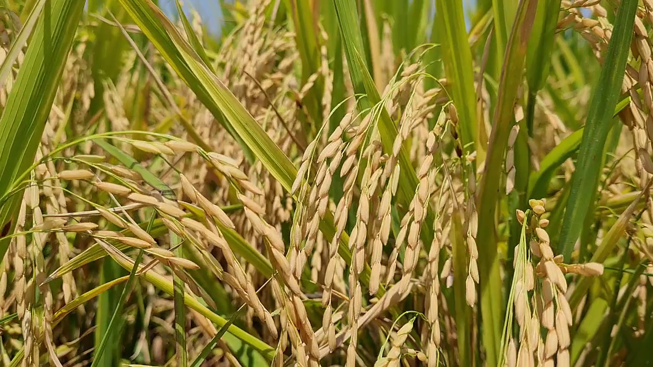 Local rice germplasm reveals promising accessions for grain quality
