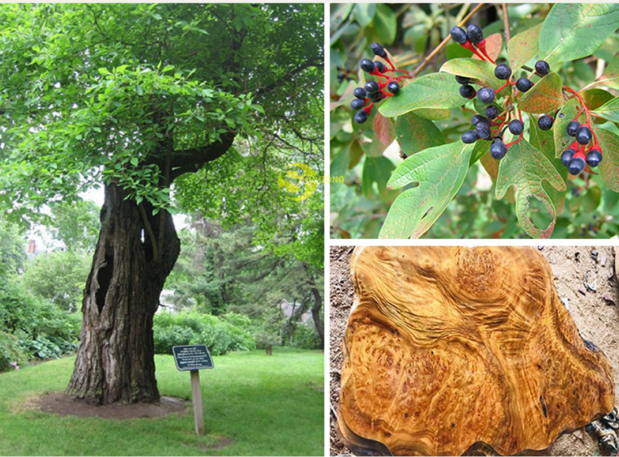 Digitizing habitats of Cinnamomum parthenoxylon: Cloud-based modeling maps climate-adaptive areas in Vietnam’s Central Highlands