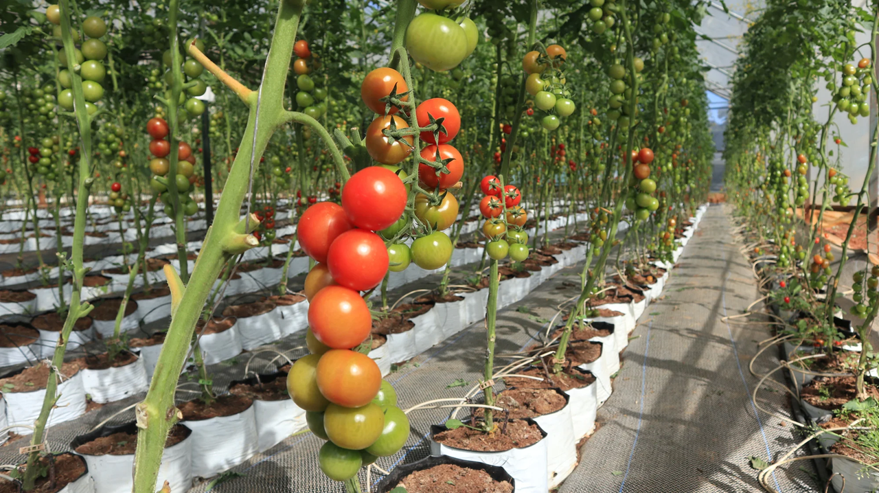 Developing an off-season organic vegetable model: A new pathway for upland farmers to adapt to climate change