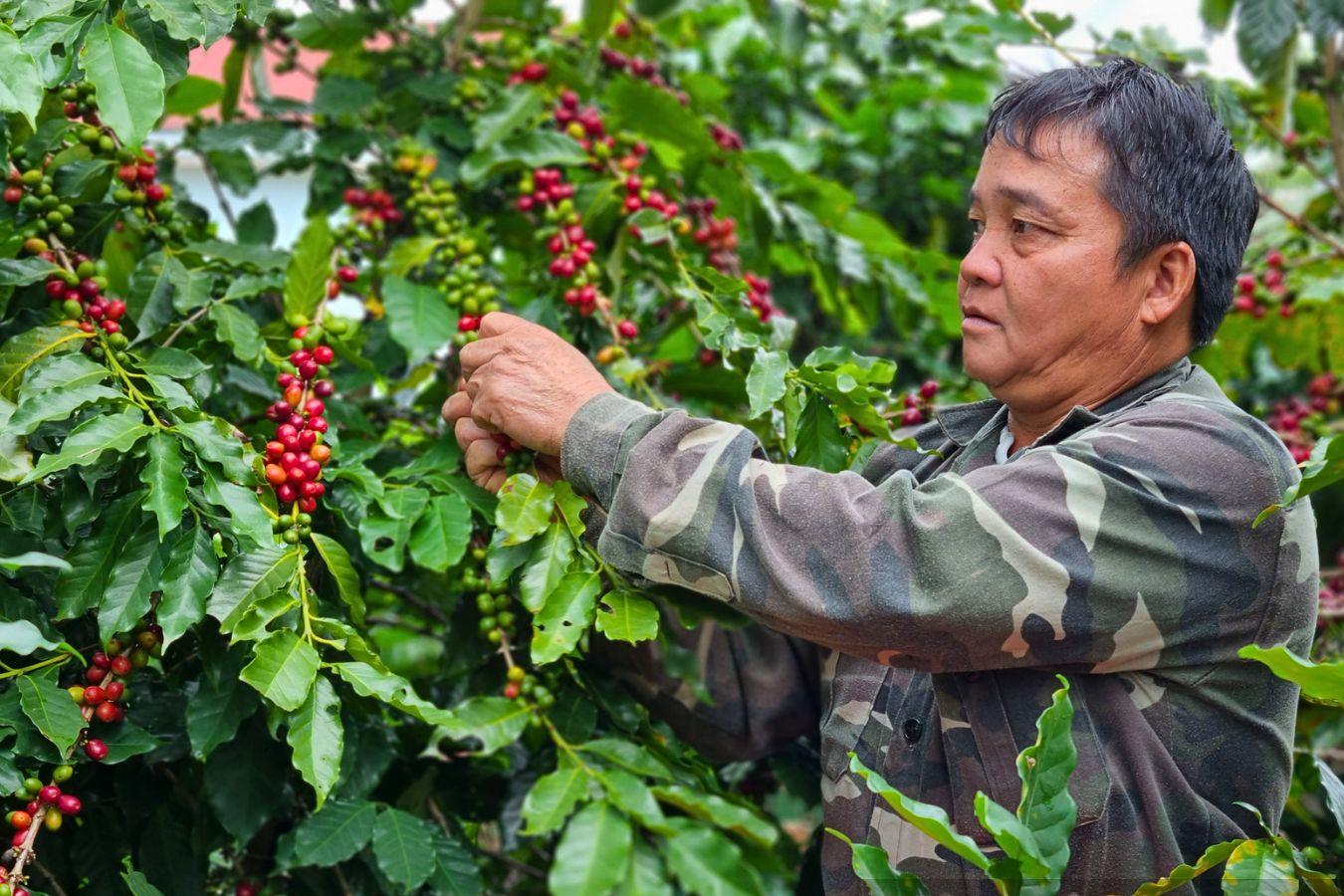 Son La faces EUDR rules in early trial to maintain EU coffee market access