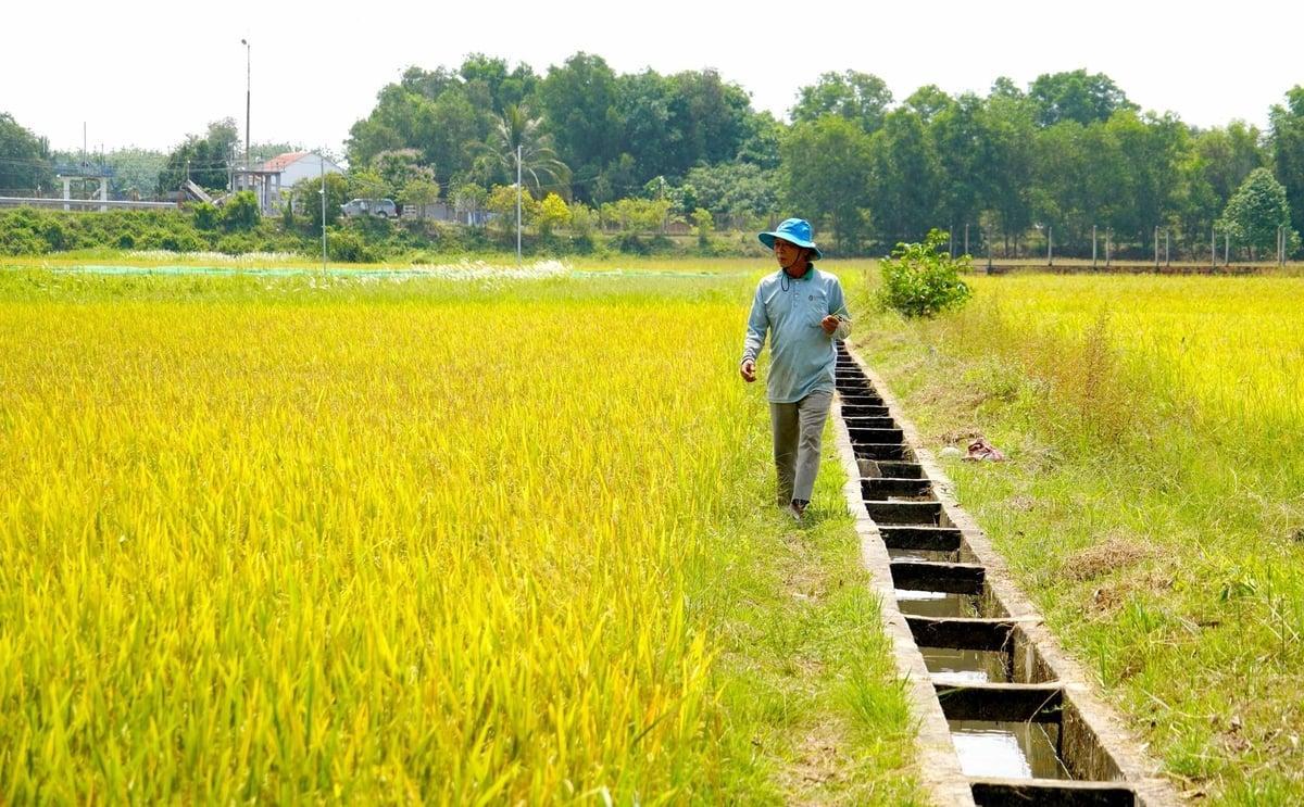 Assessing wetland soil health to guide agricultural production in Cu Chi