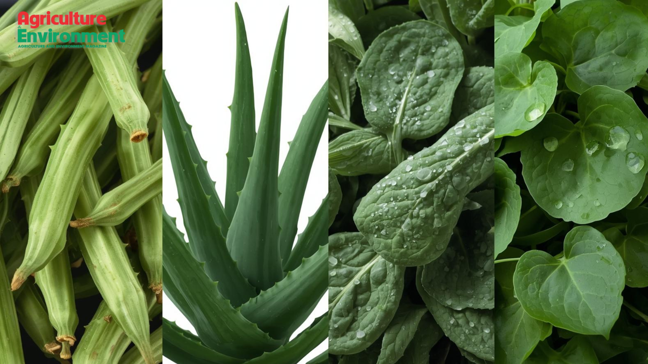 An eco-friendly solution for domestic wastewater treatment