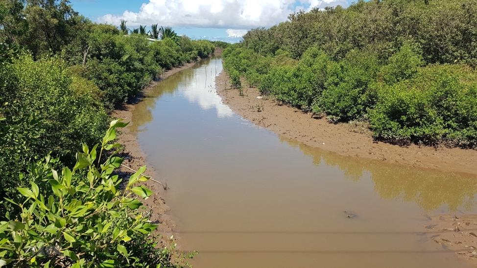 Can Tho mangrove forests as a “green shield” for wave attenuation and sediment deposition: First field-based experimental evidence