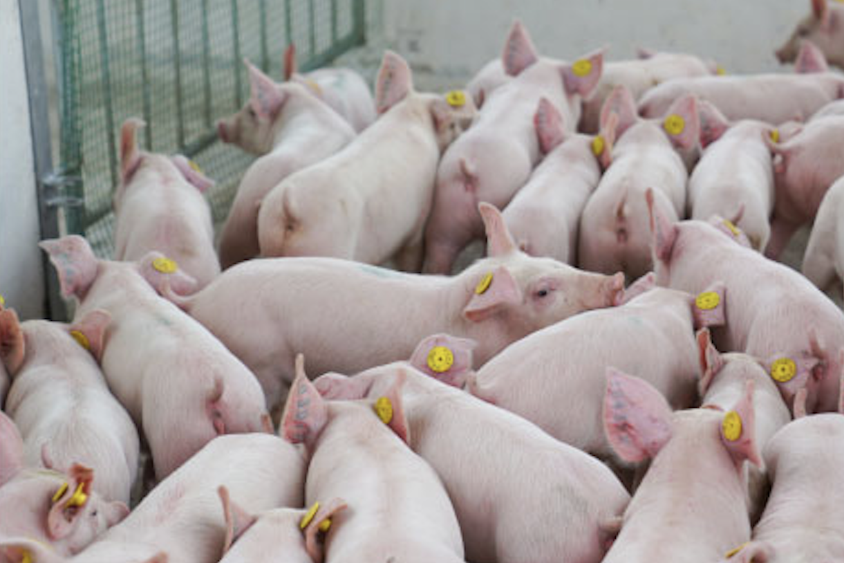 AVAC ASF LIVE vaccine shows cross-protective efficacy against recombinant rASFV I/II