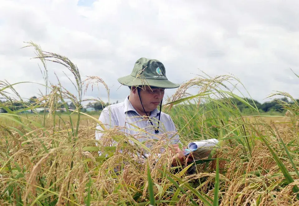 Genetic diversity assessment of drought-tolerance traits in 50 local rice accessions preserved at the National Plant Gene Bank