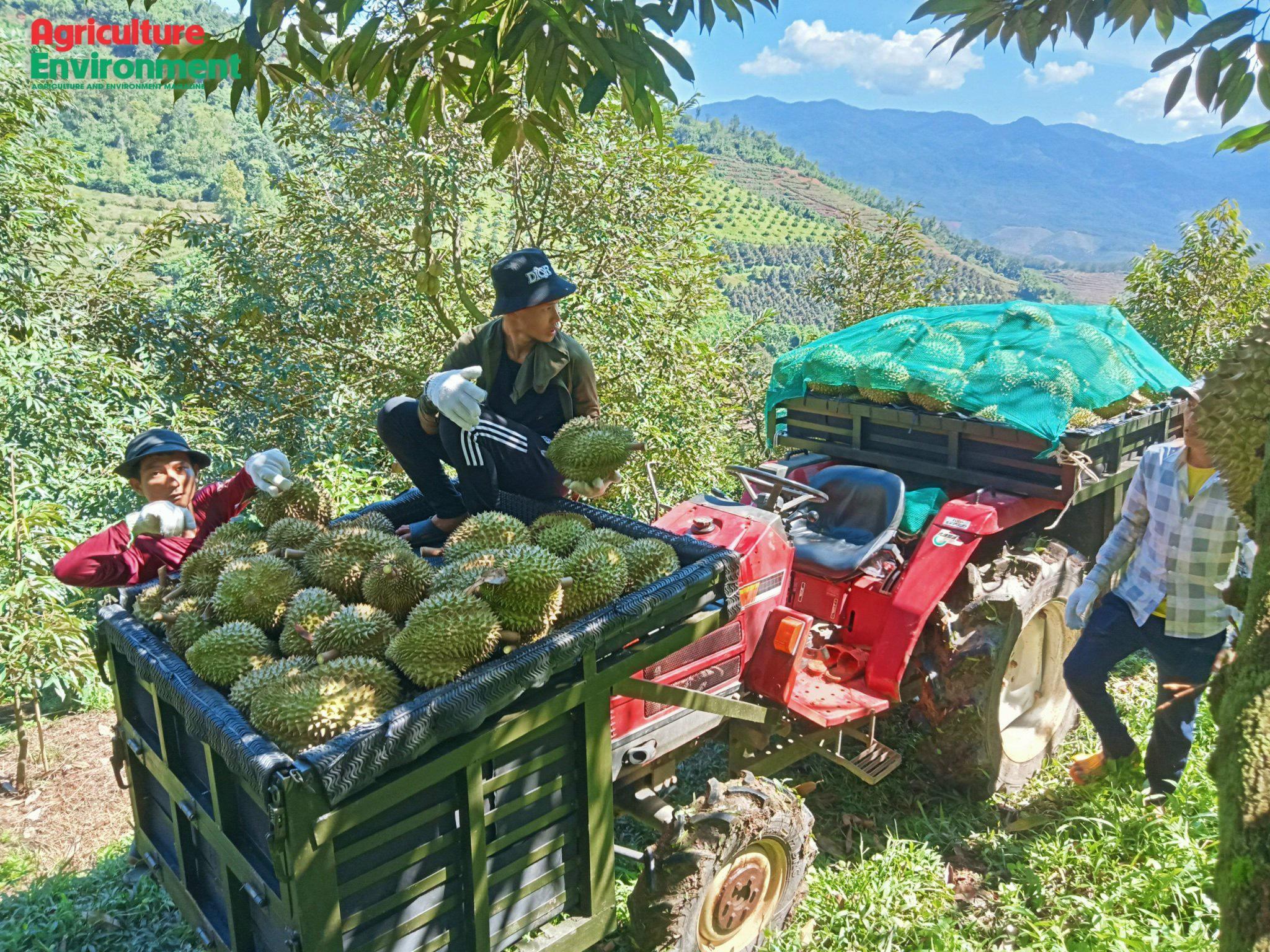 sau-rieng_1790048396.jpg