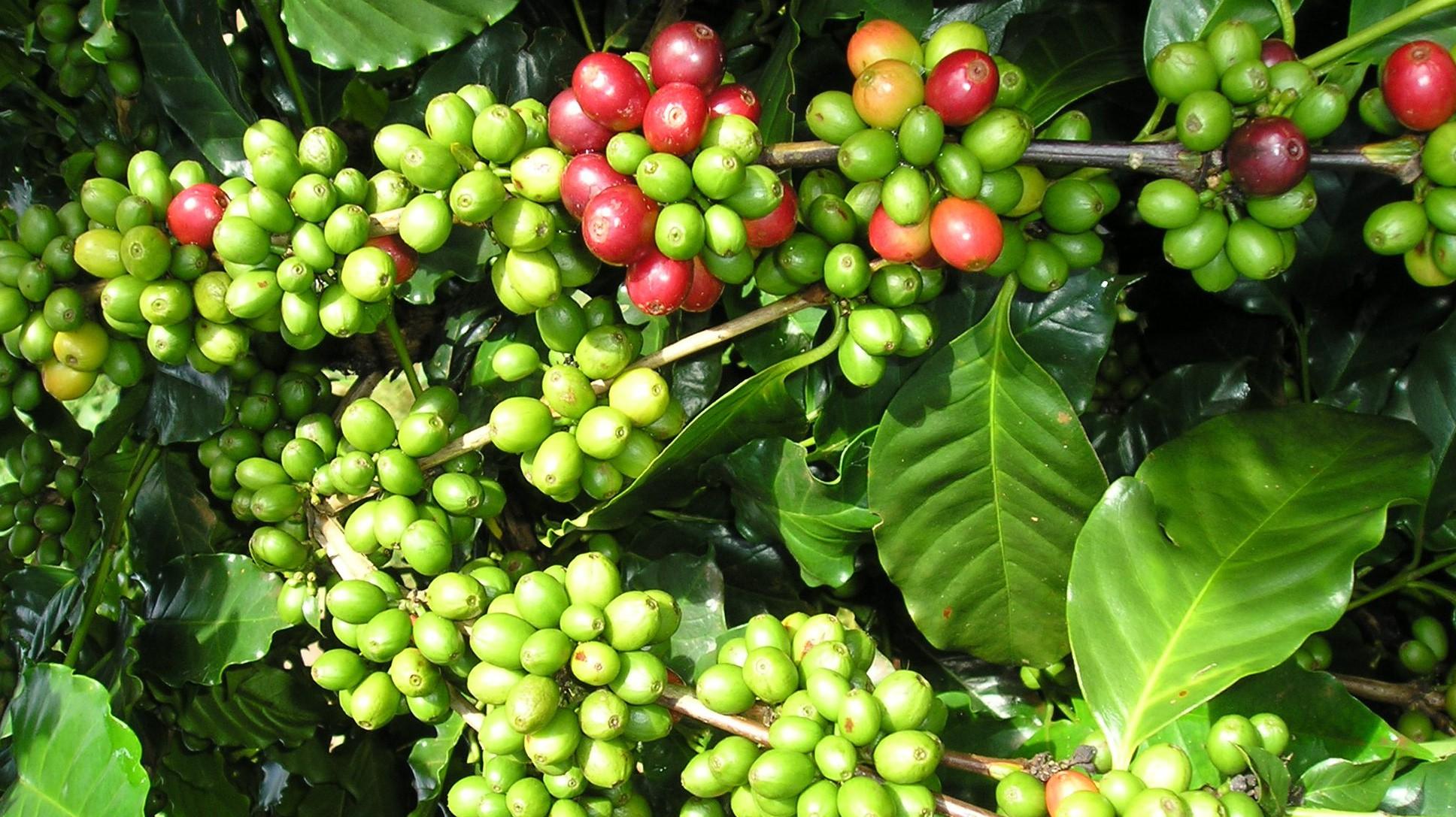 Remote sensing, GIS, and AHP-based suitability mapping for Arabica coffee cultivation in Dien Bien province, Viet Nam