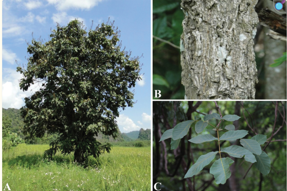Study highlights biological and ecological traits of two endangered Fernandoa species in Than Sa–Phuong Hoang nature reserve