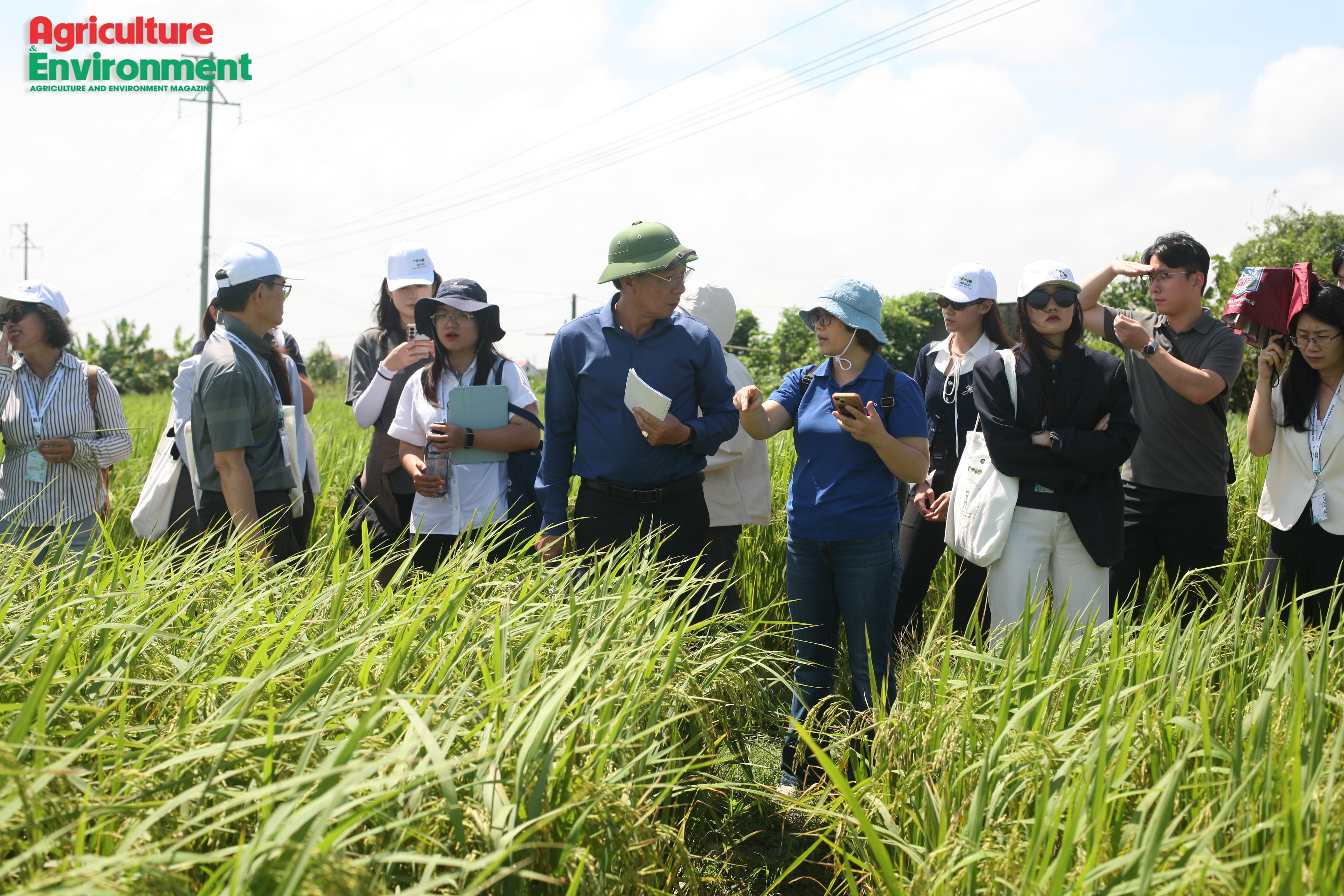 Conditions for scaling up low-emission rice production