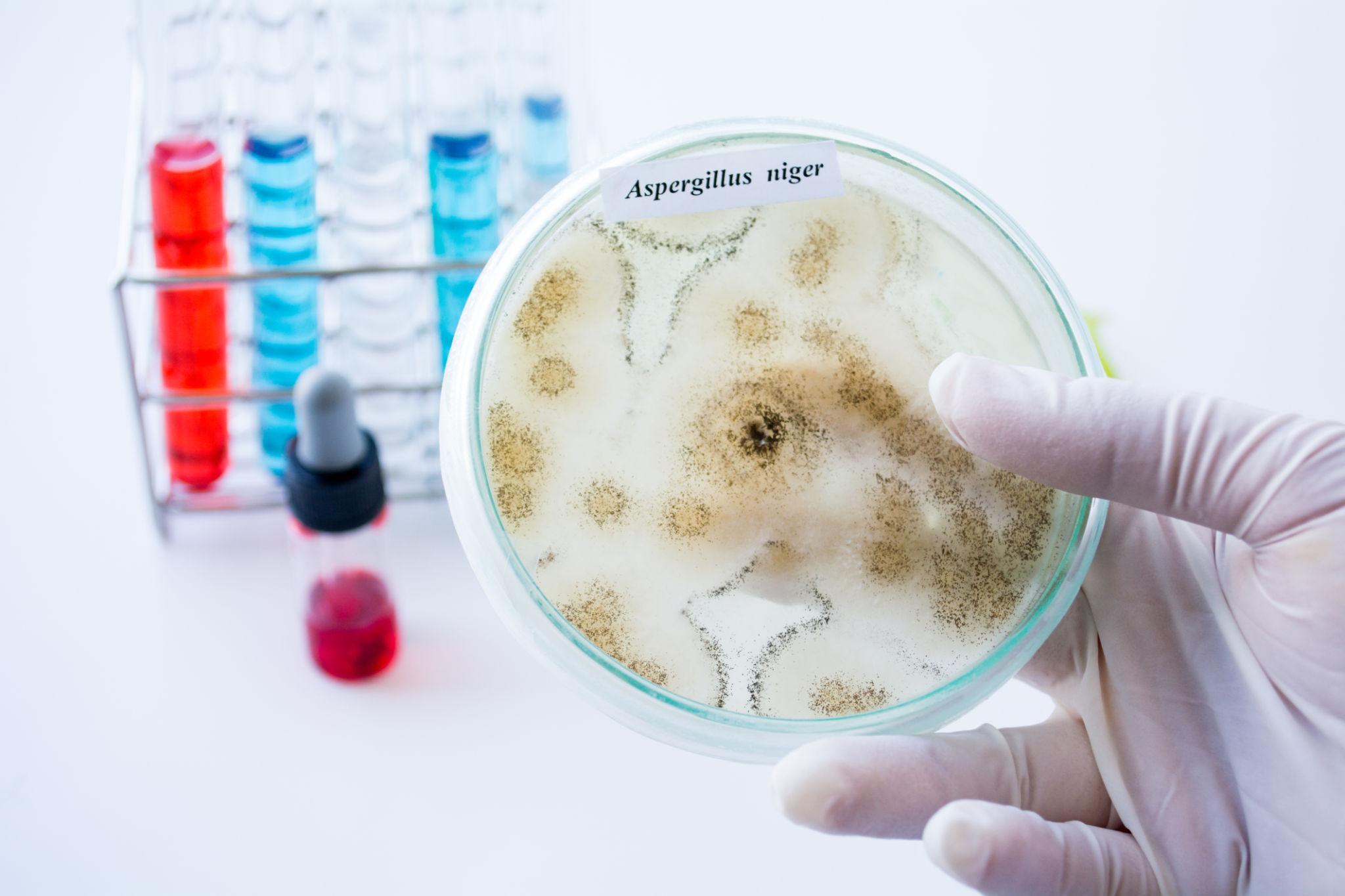 Purification of glucose oxidase from a native Aspergillus niger strain in Viet Nam