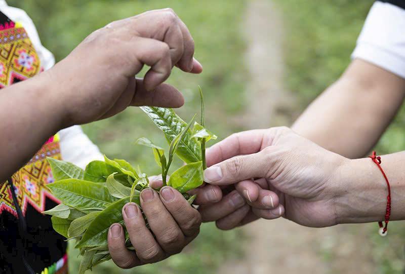 Viet Nam and the effort to enhance the value of Khong Lao ancient tea