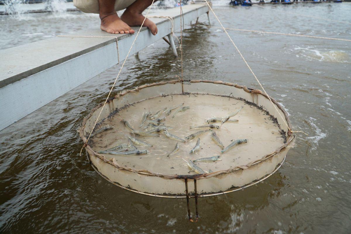 Fishing net materials for treating wastewater from intensive shrimp ponds
