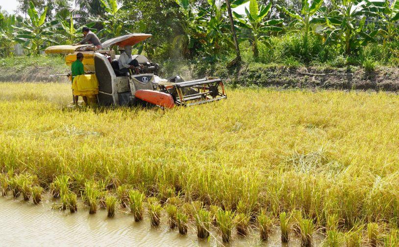 Coastal agricultural transformation: The rice–shrimp system shows higher biodiversity than shrimp monoculture