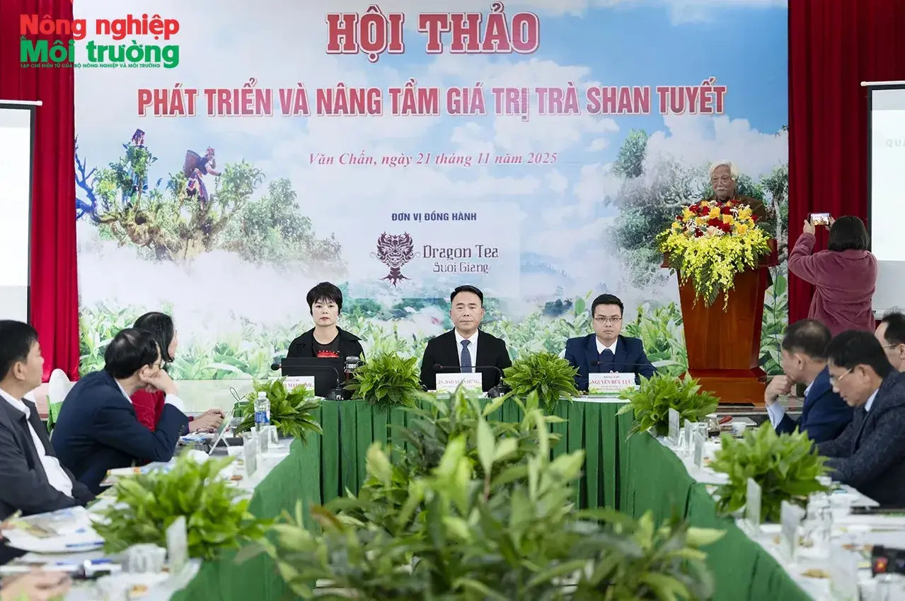 Building to improve the efficiency and economic value of Shan Tuyet Suoi Giang tea