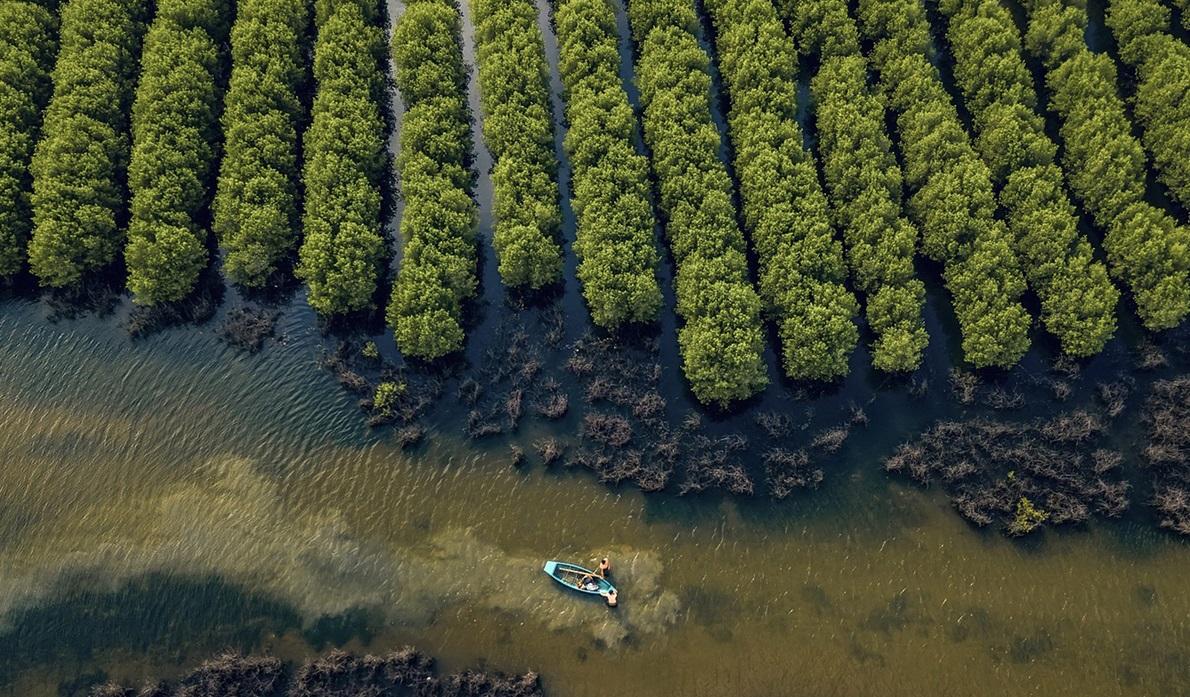 Muddy coast–mangrove dynamics in the Mekong Delta: Degradation feedbacks and pathways for nature-based protection