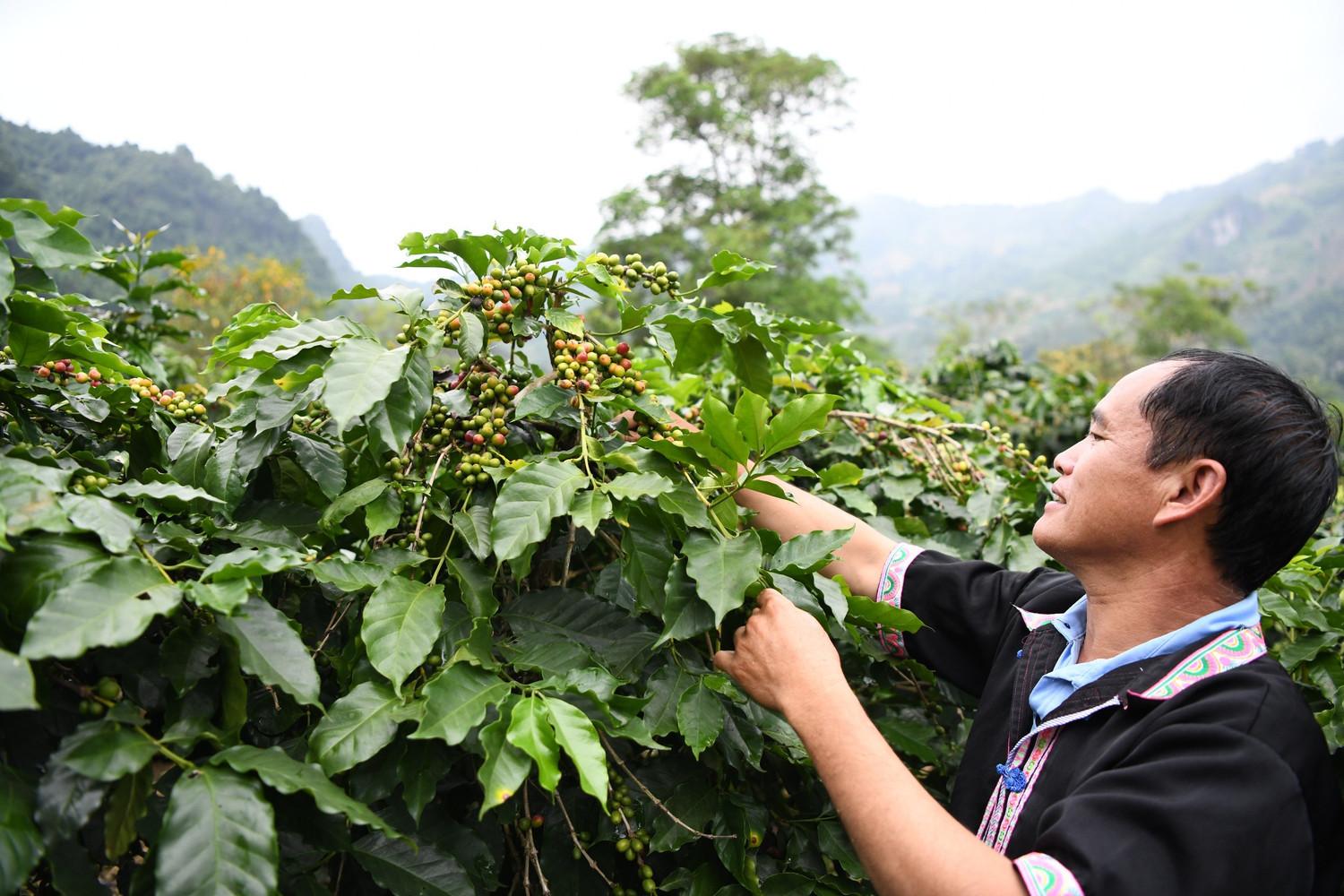 Mapping Arabica coffee potential on sloping land in Dien Bien