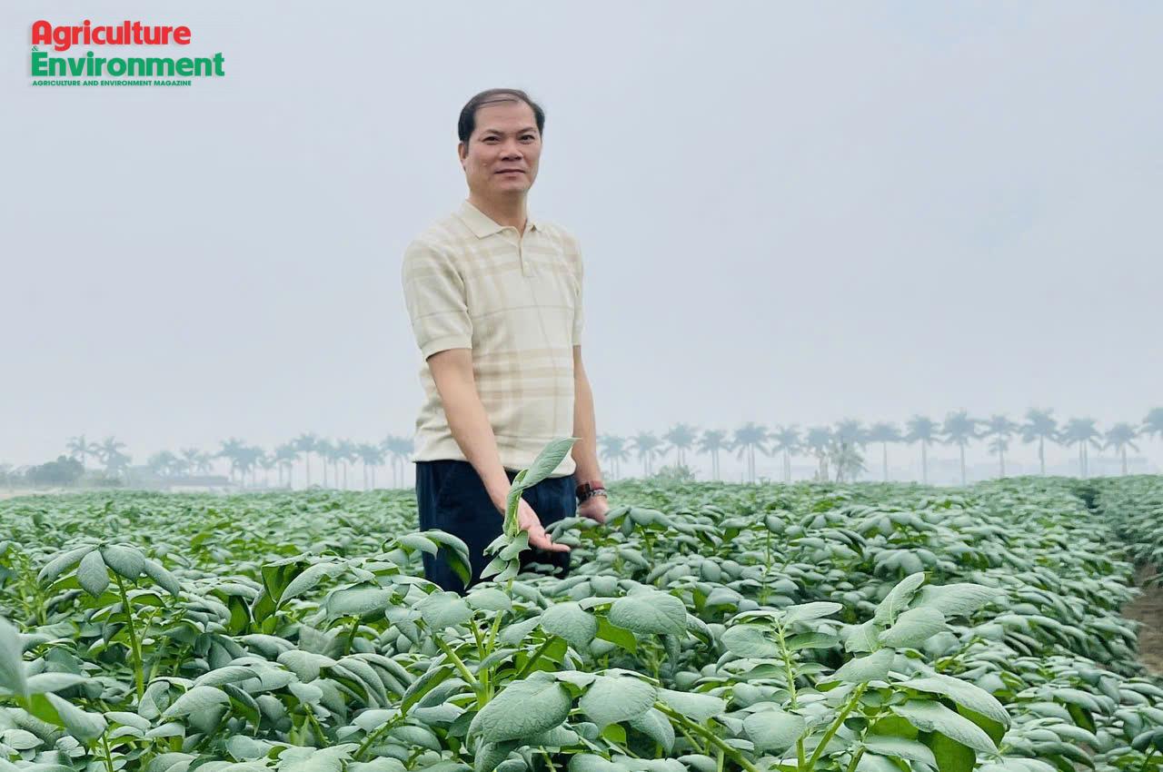 Soilless cultivation: A key approach to improving potato seed quality in Viet Nam