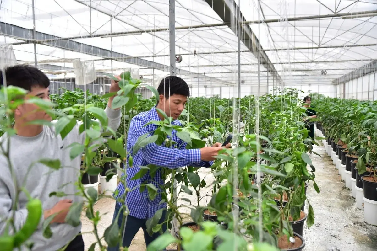 Greenhouse and net house vegetable production in Son La province: Evidence from field-based research