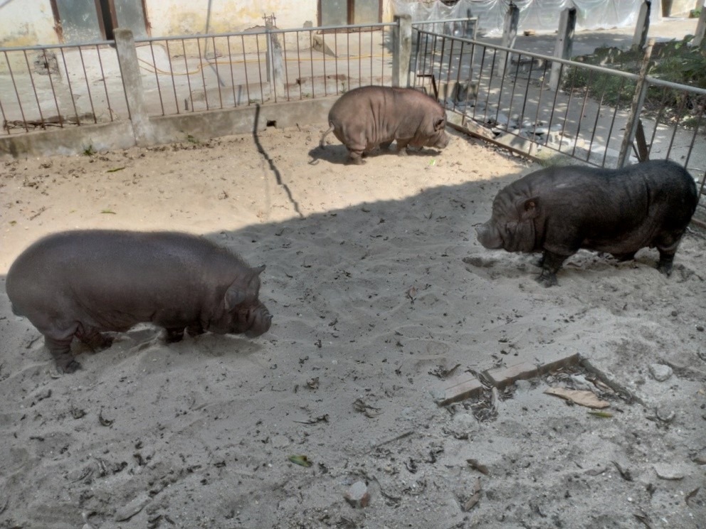 Animal cloning technology using somatic cell nuclear transfer: Research orientation and application in livestock production in Vietnam