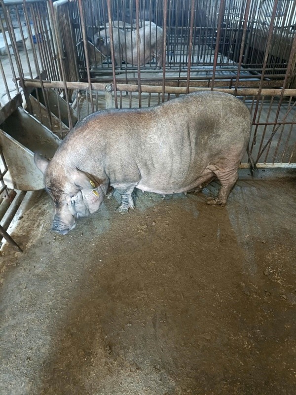 Animal cloning technology using somatic cell nuclear transfer: Research orientation and application in livestock production in Vietnam