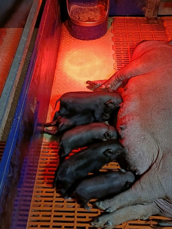 Animal cloning technology using somatic cell nuclear transfer: Research orientation and application in livestock production in Vietnam