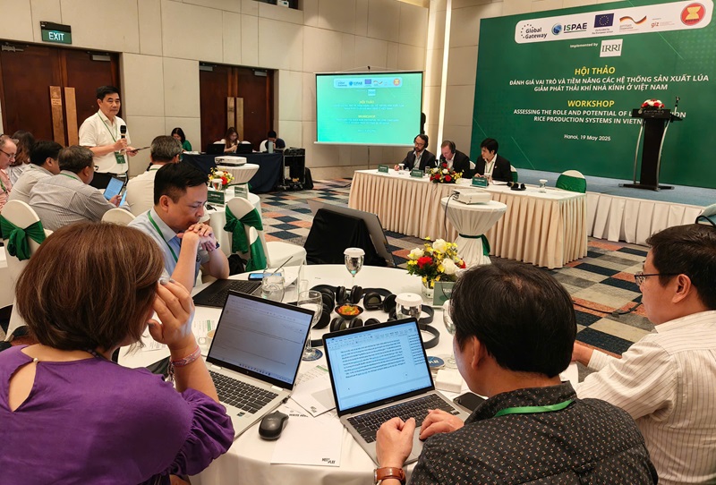 Shaping a sustainable future for Vietnam’s rice sector