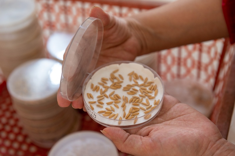 Conservation of plant genetic resources: Five years of scaling up and promoting sustainable utilization