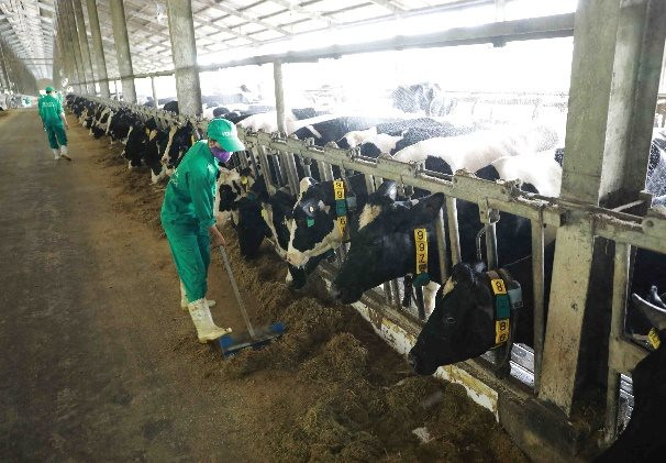 Reducing greenhouse gas emissions in livestock farming: Challenges and opportunities