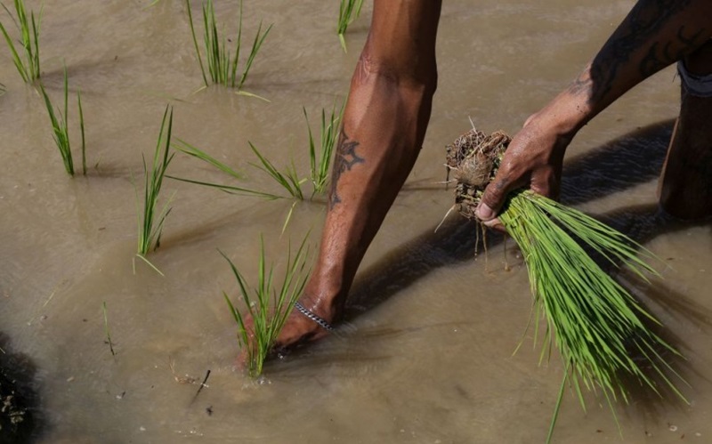 Philippine court halts Golden Rice production over environmental concerns