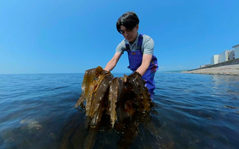 Japan's seaweed planting initiative: A green solution in the fight against climate change