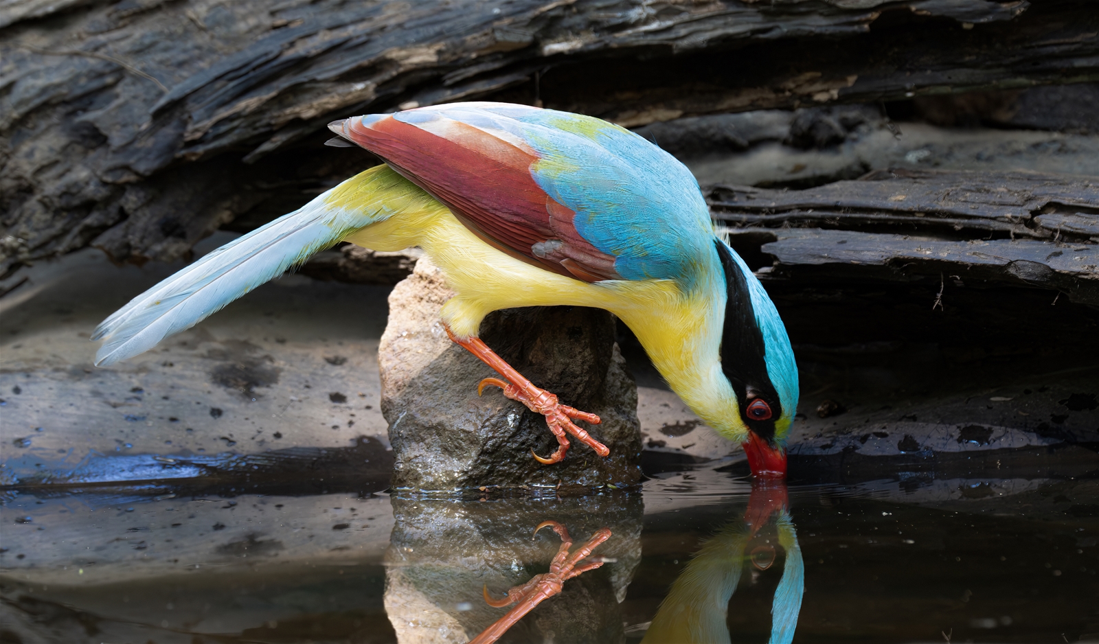 Magnificent flying colors