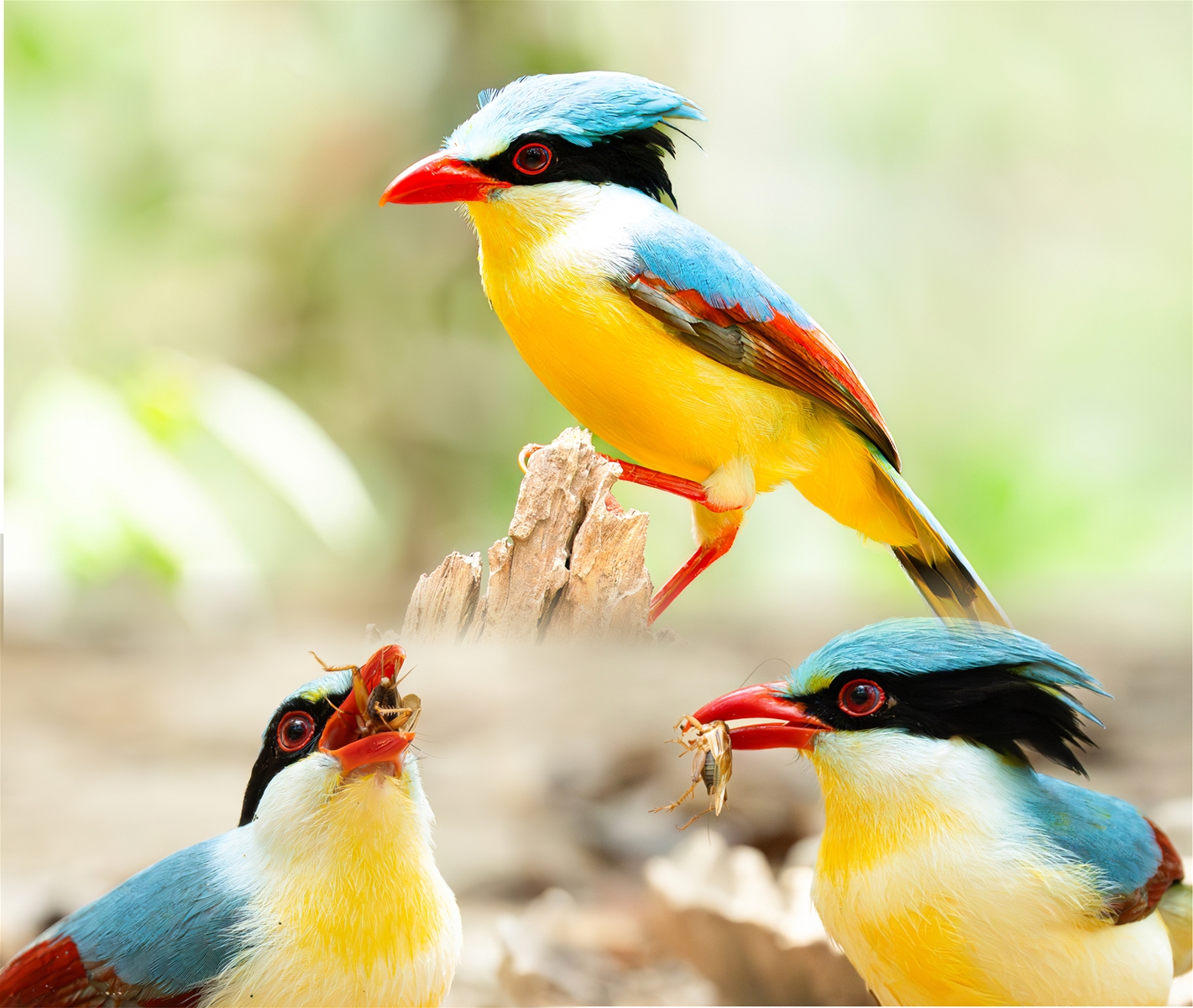 Magnificent flying colors