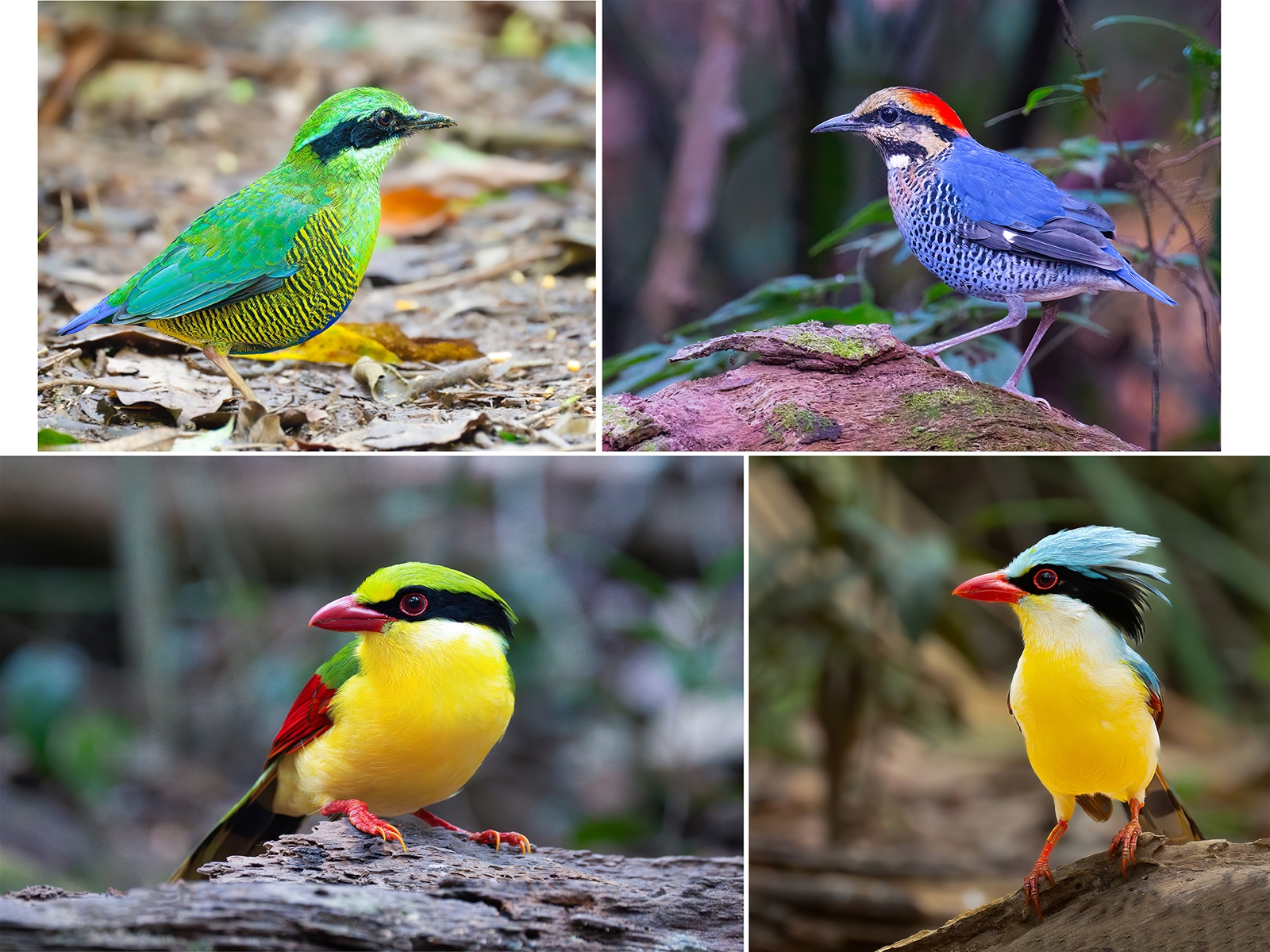 Magnificent flying colors