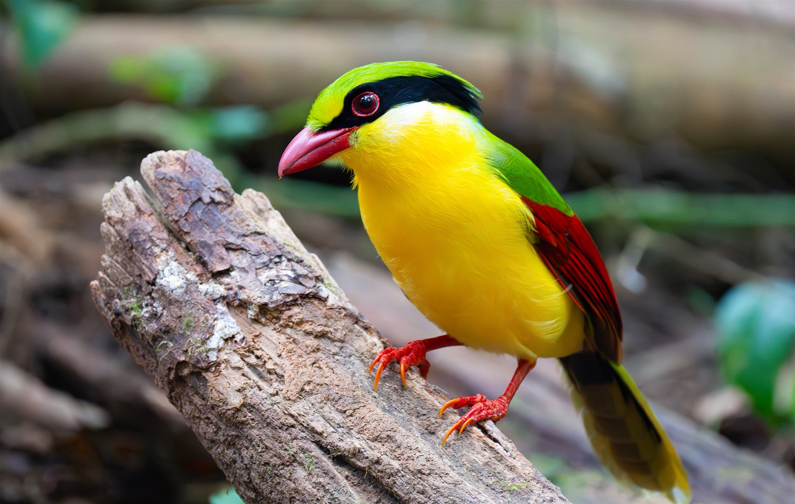 Magnificent flying colors