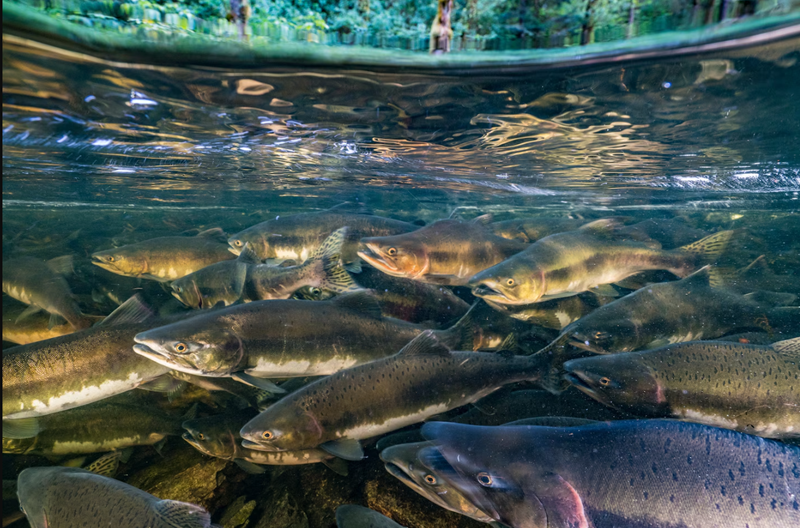 81% decline in migratory fish due to habitat loss