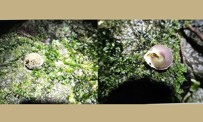 Quang Binh: New land snail species discovered in Son Doong cave