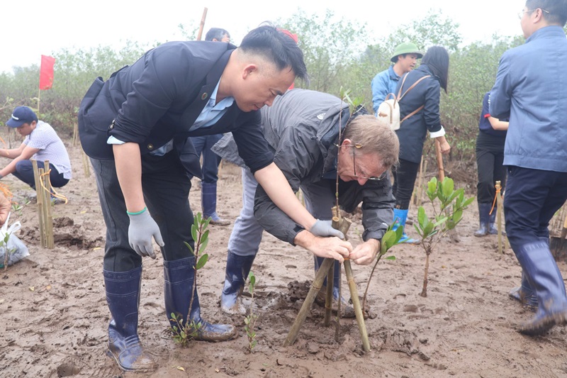 Thai Binh plants 1,500 mangrove apple trees at Thai Thuy wetland nature reserve