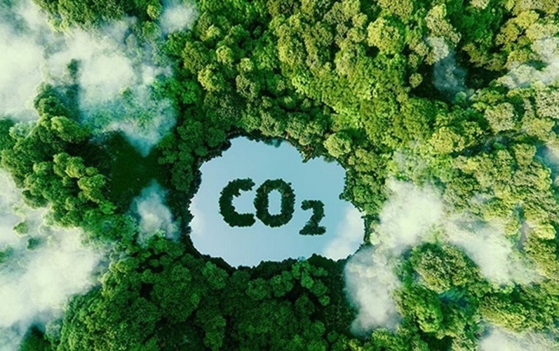 Vietnam receives $51.5 million for forest carbon services
