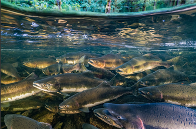 81% decline in migratory fish due to habitat loss