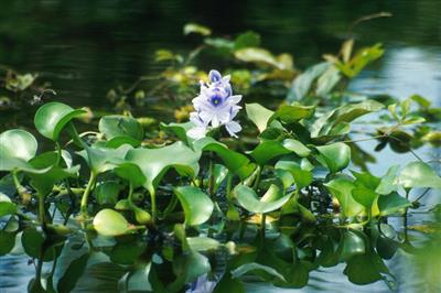 Conversion of water hyacinth into activated carbon for the removal of Tetracycline from water: Laboratory-scale findings